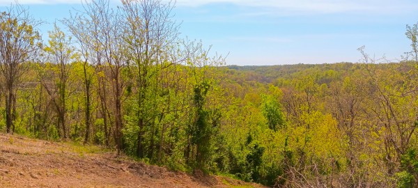 More of Tract 3 at Crown Wildlife Retreat