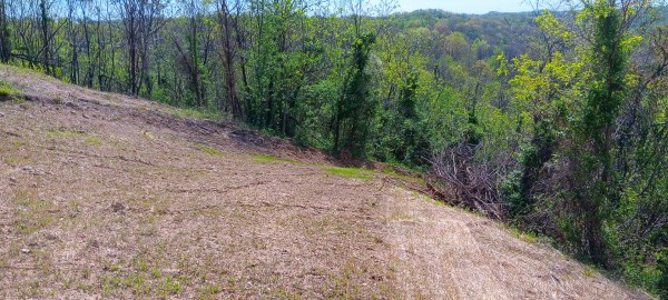 More of Tract 3 at Crown Wildlife Retreat