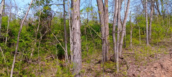 Tract 3 at Crown Wildlife Retreat property photo