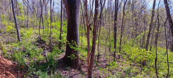 More of Tract 3 at Crown Wildlife Retreat