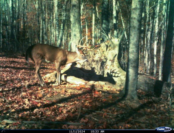 Tract 4 - Pike Lake Getaway property photo