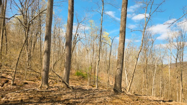 Tract 4 - Pike Lake Getaway property photo