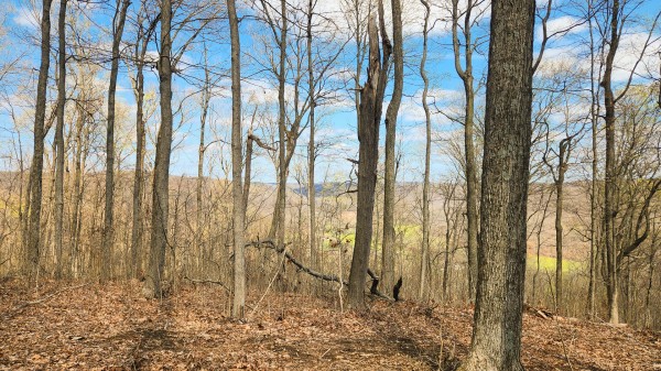 Tract 4 - Pike Lake Getaway property photo