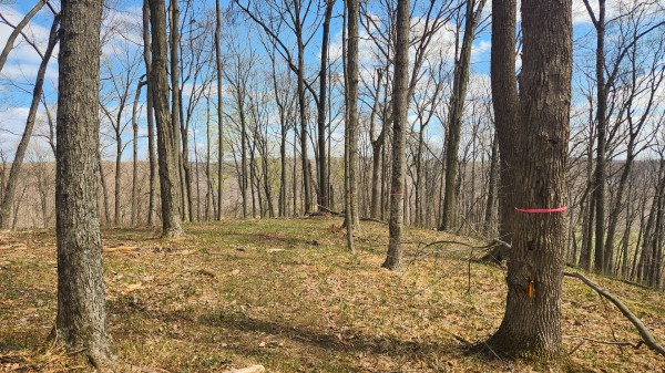 Tract 4 - Pike Lake Getaway property photo