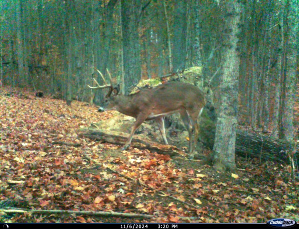 Tract 4 - Pike Lake Getaway property photo
