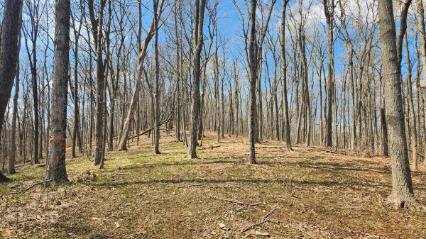 Tract 4 - Pike Lake Getaway property photo