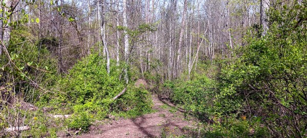 Tract 7 at Crown Wildlife Retreat property photo