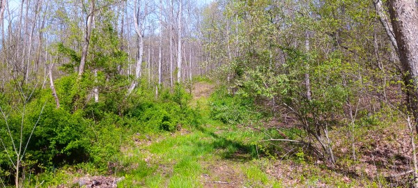 Tract 7 at Crown Wildlife Retreat property photo