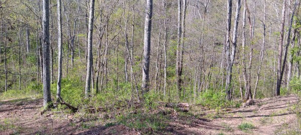 Tract 7 at Crown Wildlife Retreat property photo