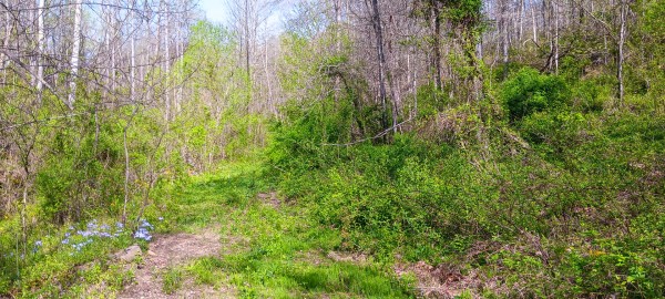 Tract 7 at Crown Wildlife Retreat property photo