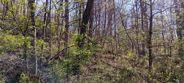 Tract 7 at Crown Wildlife Retreat property photo
