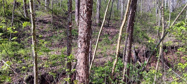 Tract 7 at Crown Wildlife Retreat property photo