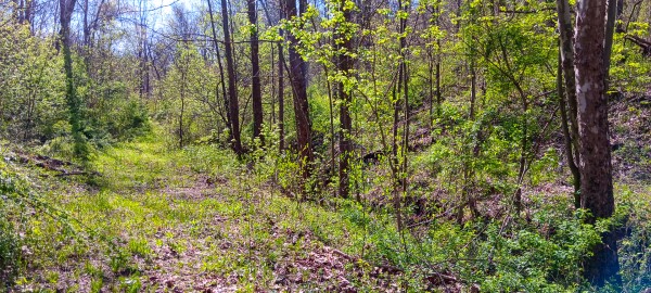 Tract 7 at Crown Wildlife Retreat property photo