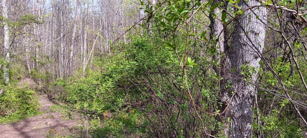 Tract 7 at Crown Wildlife Retreat property photo