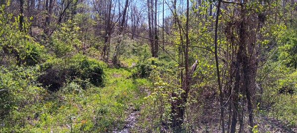 Tract 7 at Crown Wildlife Retreat property photo