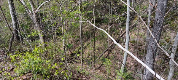 Tract 5 at Crown Wildlife Retreat property photo