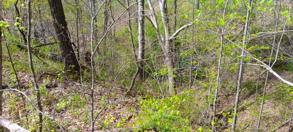 Tract 5 at Crown Wildlife Retreat property photo