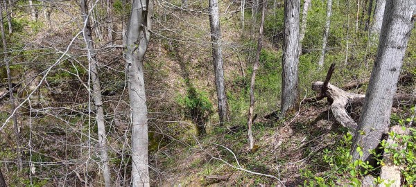 Tract 5 at Crown Wildlife Retreat property photo