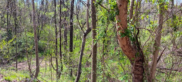 Tract 5 at Crown Wildlife Retreat property photo