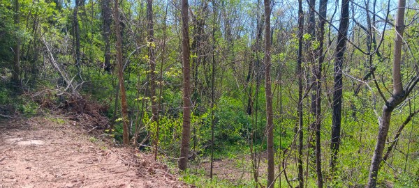 Tract 5 at Crown Wildlife Retreat property photo