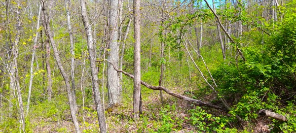 Tract 5 at Crown Wildlife Retreat property photo