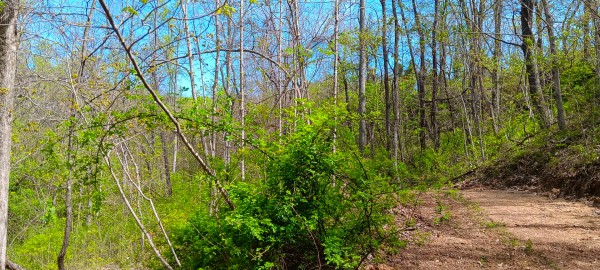 Tract 5 at Crown Wildlife Retreat property photo