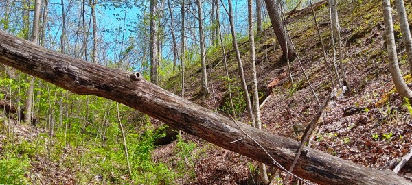 Tract 5 at Crown Wildlife Retreat property photo