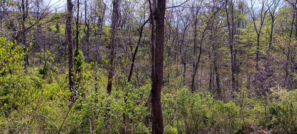 Tract 4 at Crown Wildlife Retreat property photo