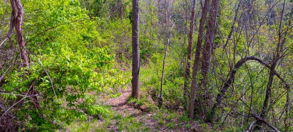 Tract 4 at Crown Wildlife Retreat property photo