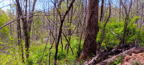 Tract 4 at Crown Wildlife Retreat property photo