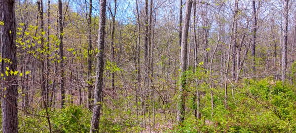 Tract 4 at Crown Wildlife Retreat property photo