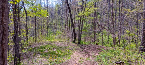 Tract 4 at Crown Wildlife Retreat property photo
