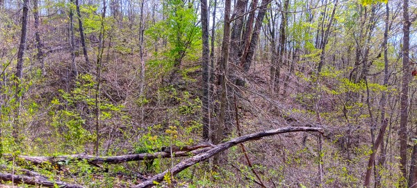 Tract 4 at Crown Wildlife Retreat property photo
