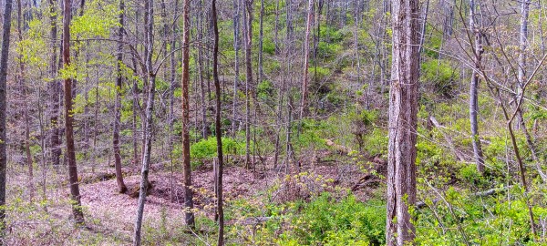 Tract 4 at Crown Wildlife Retreat property photo