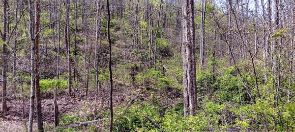 Tract 4 at Crown Wildlife Retreat property photo