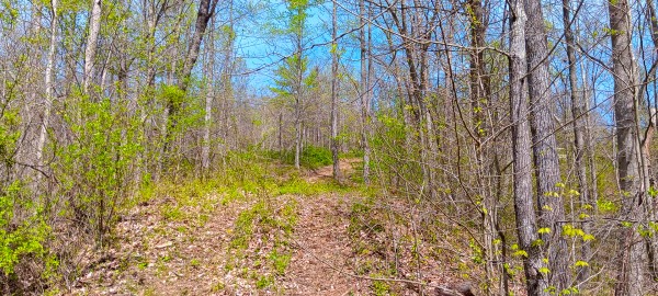 Tract 4 at Crown Wildlife Retreat property photo
