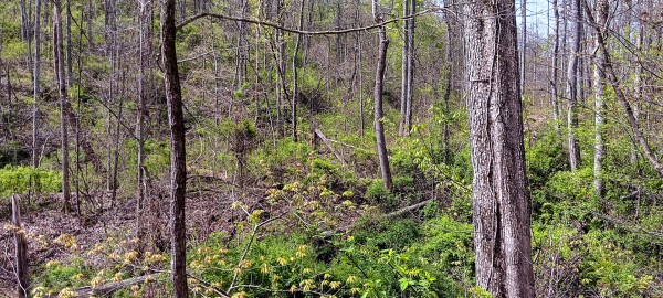 Tract 4 at Crown Wildlife Retreat property photo