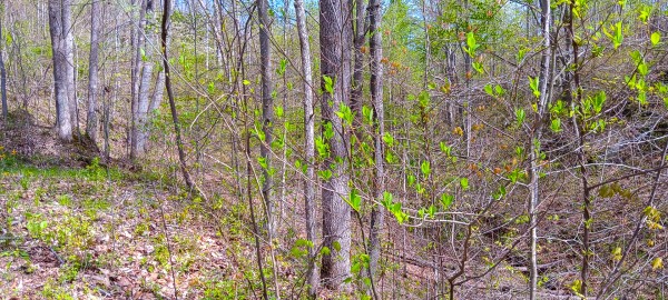 Tract 4 at Crown Wildlife Retreat property photo