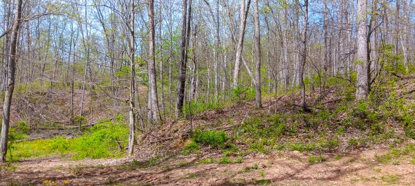 Tract 4 at Crown Wildlife Retreat property photo