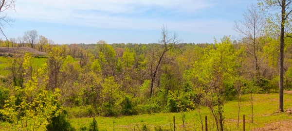 More of Tract 4 at Crown Wildlife Retreat