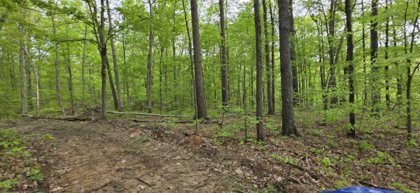 Timber View Cabin at Big Timber Ridge property photo