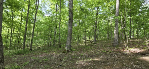 Timber View Cabin at Big Timber Ridge property photo
