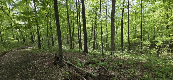 Timber View Cabin at Big Timber Ridge property photo