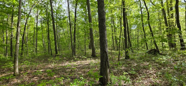 Timber View Cabin at Big Timber Ridge property photo