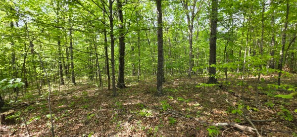 Ridge View Cabin at Big Timber Ridge property photo