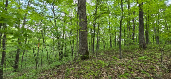 Ridge View Cabin at Big Timber Ridge property photo