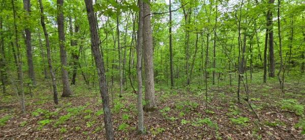Ridge View Cabin at Big Timber Ridge property photo