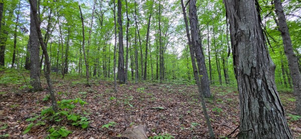 Ridge View Cabin at Big Timber Ridge property photo