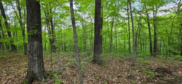 Ridge View Cabin at Big Timber Ridge property photo