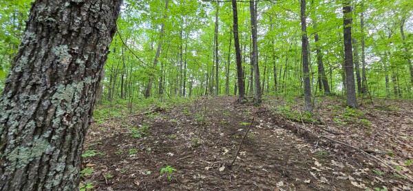Ridge View Cabin at Big Timber Ridge property photo